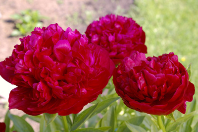 Пион Фиона (1 шт)