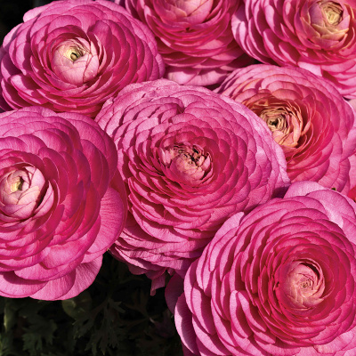 Ранункулюс Дарк Пинк (10 шт)