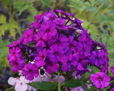 Флокс Дюстерлое Селекти (2 шт)