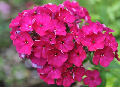 Флокс Кардинал (2 шт)