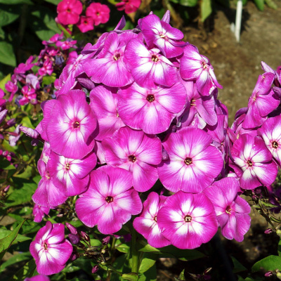 Флокс Литл Лаура (2 шт)