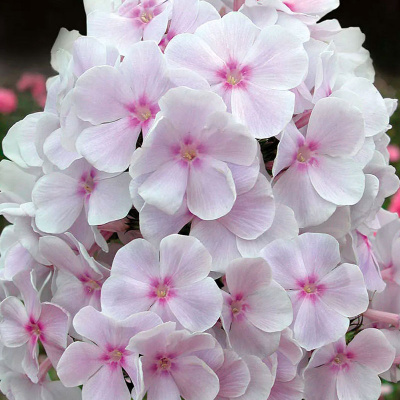 Флокс Мазер Оф Пёрл (2 шт)