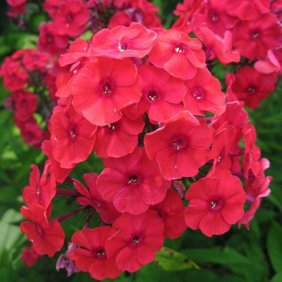 Флокс Рэд Гёрл (2 шт)