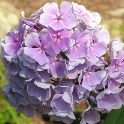 Флокс Франц Шуберт (2 шт)