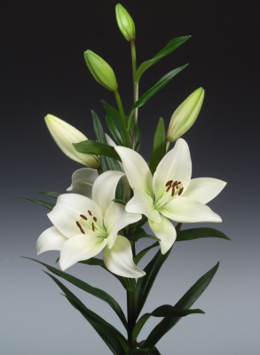 Биг-Пак Лилия Ричмонд (25 шт)