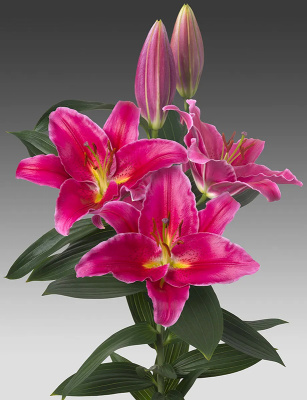 Биг-Пак Лилия Кампонг (25 шт)