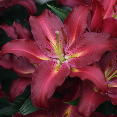 Биг-Пак Лилия Петролия (25 шт)