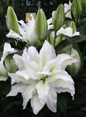 Биг-Пак Лилия Роузлили Аиша (25 шт)