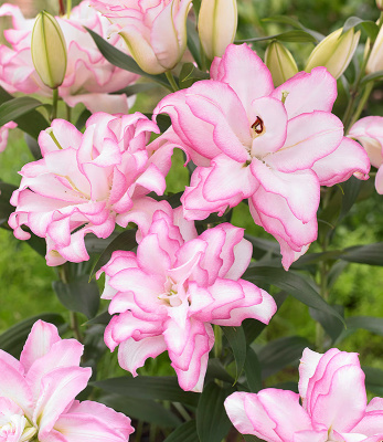 Биг-Пак Лилия Роузлили Аннушка (25 шт)