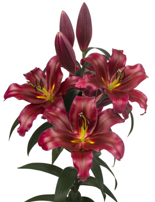 Биг-Пак Лилия Ластинг Лав (25 шт)