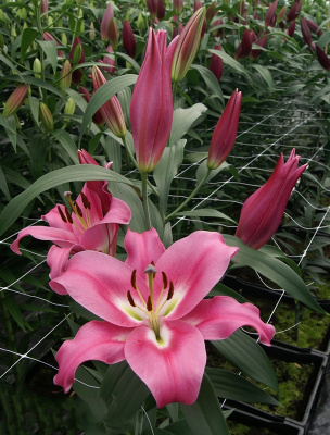 Лилия Лабрадор (5 шт)