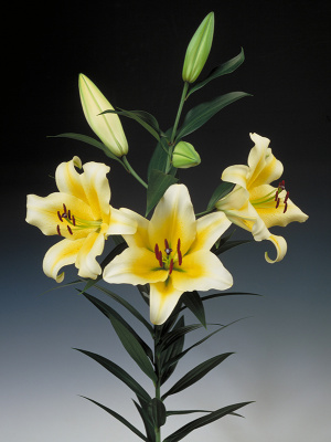 Лилия Манисса 14/16 (5 шт)