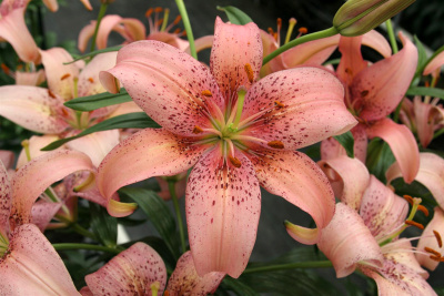 Лилия Морфо Пинк (5 шт)