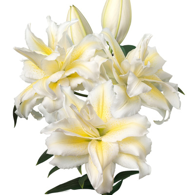 Лилия Роузлили Людвина (5 шт)