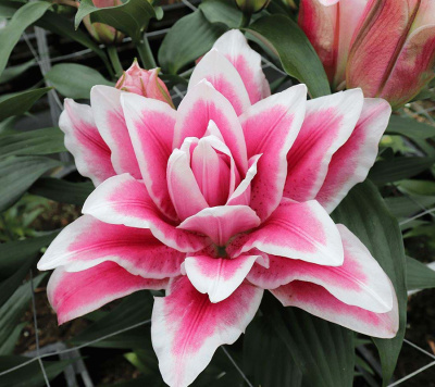 Лилия Роузлили Олимпия (5 шт)