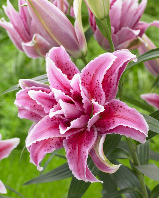 Лилия Роузлили Табита (5 шт)