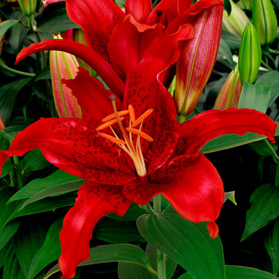 Лилия Рэд Флэш (5 шт)