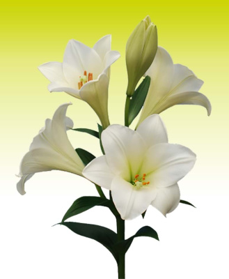 Лилия Уатч Ап (7 шт)