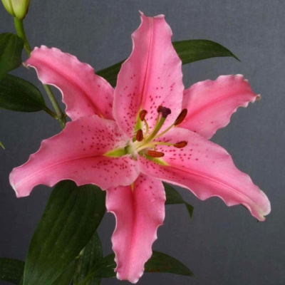 Лилия Челси (5 шт)