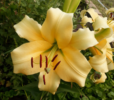 Лилия Шайн Он (5 шт)