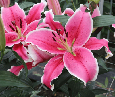 Лилия Эль Капитан (5 шт)