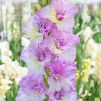 Гладиолус Маджента Принцесс (8 шт)