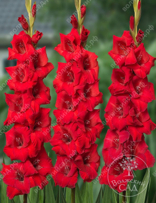 Гладиолус Рома (8 шт)