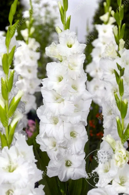 Гладиолус Сноу Дэнс (10 шт)