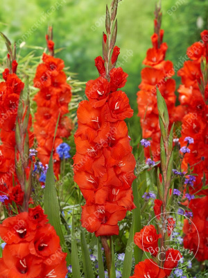 Гладиолус Фортуна (10 шт)