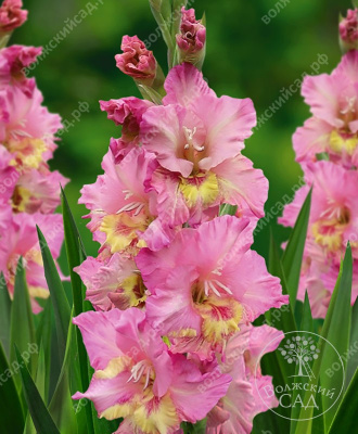 Гладиолус Хэппи Диско (8 шт)