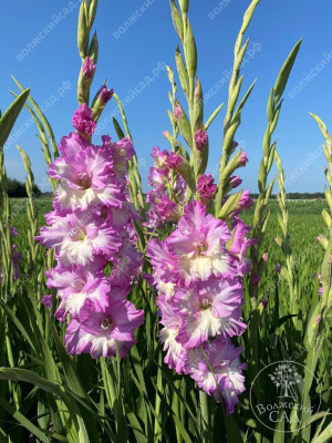 Гладиолус Сера Корфинио (10 шт)