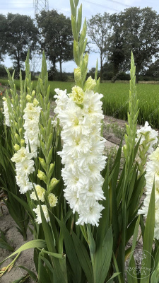 Гладиолус Цера Суммум (8 шт)