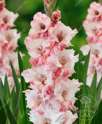 Гладиолус Черри Кенди (8 шт)