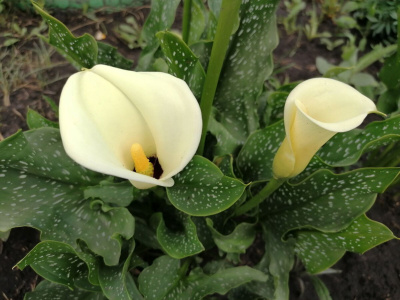 Калла Блэк Айд Бьюти (2 шт)