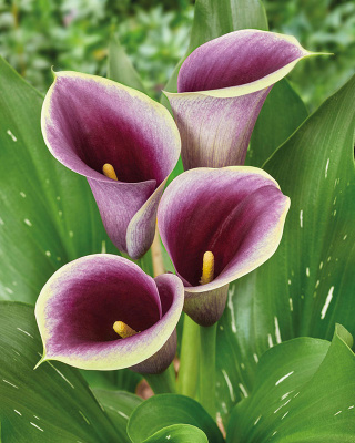 Калла Капитан Раноми (2 шт)