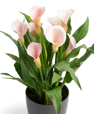 Калла Строберри Блаш (2 шт)