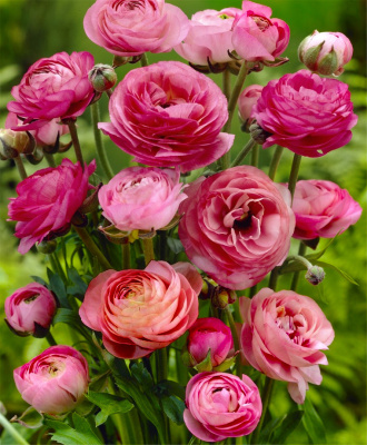 Ранункулюс Розовый (10 шт)