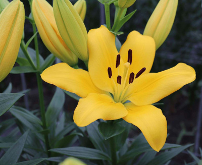 Лилия Голден Пасс (7 шт)