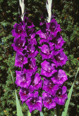Гладиолус Перпл Флора (10 шт)