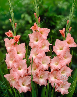 Гладиолус Роуз Суприм (10 шт)