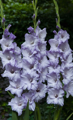 Гладиолус Свит Блю (8 шт)