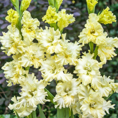 Гладиолус Лемон Фриззлс (8 шт)