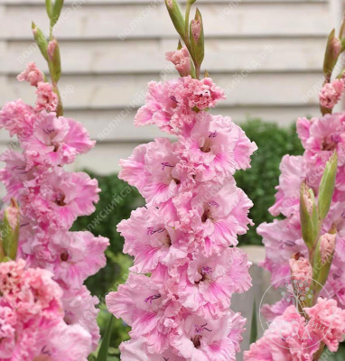 Гладиолус Самара (8 шт)