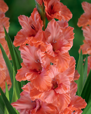 Гладиолус Харьков (8 шт)