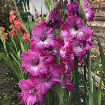 Гладиолус Наблус Фриззл (8 шт)