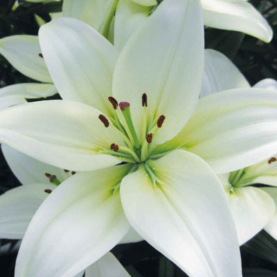 Лилия Йети (7 шт)