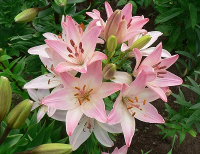 Лилия Марлен (5 шт)