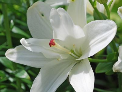 Лилия Аннамари Дрим (5 шт)