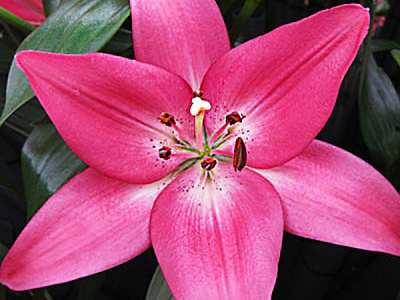 Лилия Арбатакс (7 шт)