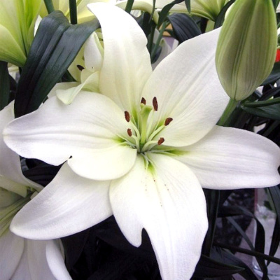 Лилия Бах 12/14 (7 шт)